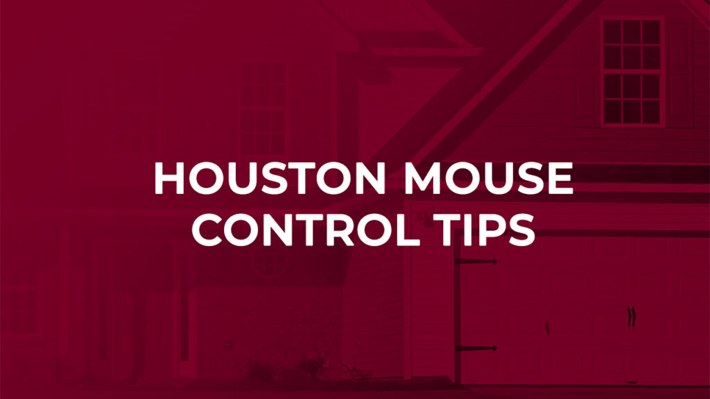 Houston Mouse Control