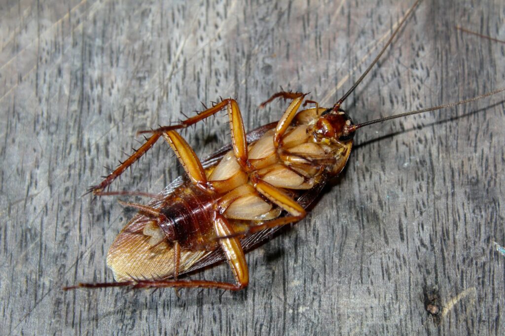 Roaches lie dead on wooden floor, Dead cockroach ,Close up face , Close up roaches/