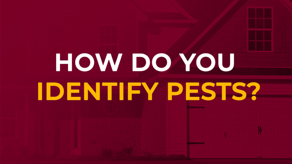 Identify Pests