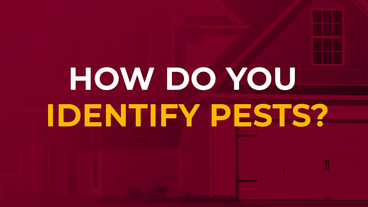 Identify Pests